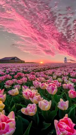 tulip