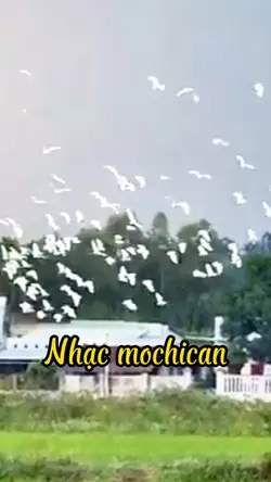 Mochican