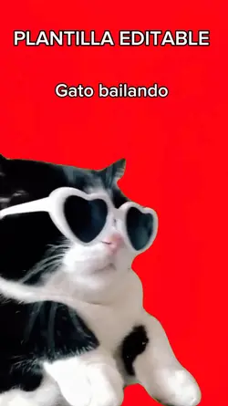 Gato bailando 