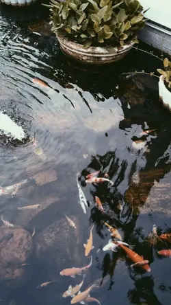 jangan pergi dari di