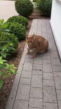 Hellcat cold start🥶 