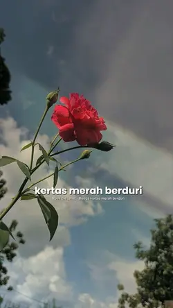 Romi the jahat