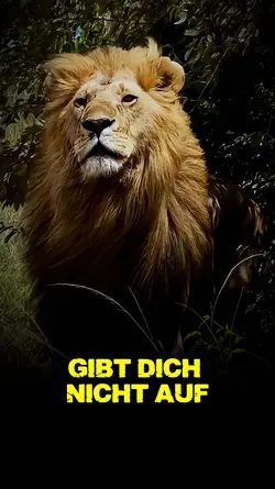 Gib dich nicht auf