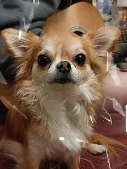 Chihuahua Beat Sync