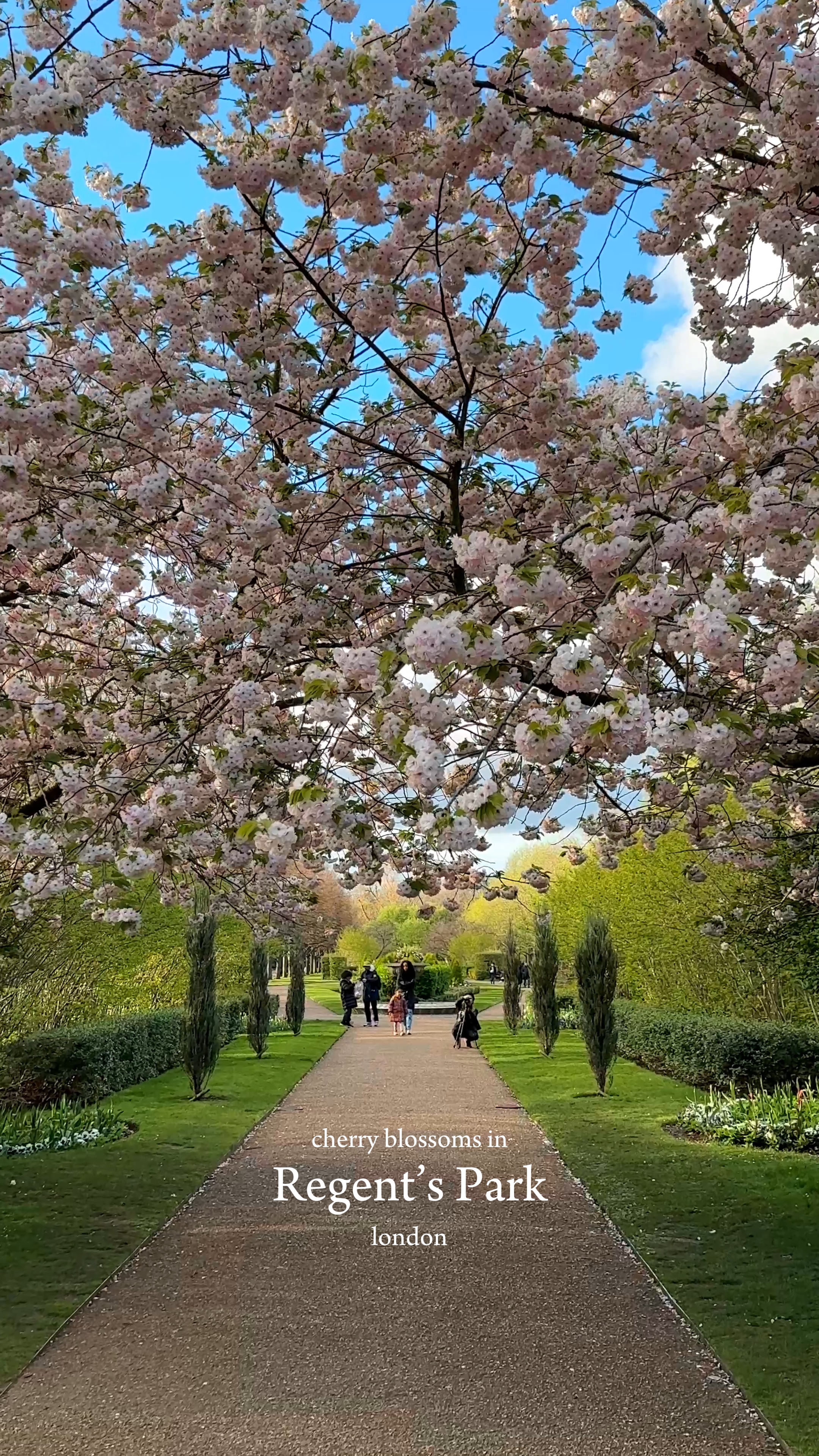 Kirschblüten 🌸💘