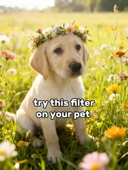 flowery field filter