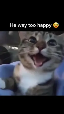 Happy cat 