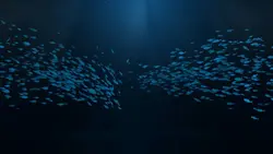 underwater intro ³¹