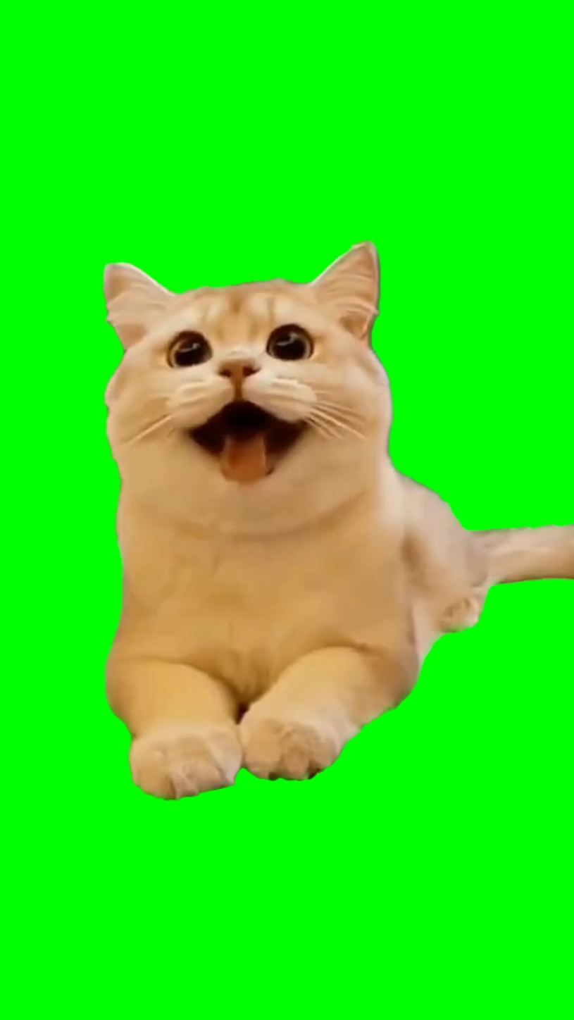 Cat Smiling