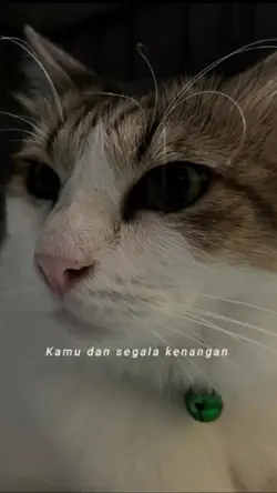 Kucing Meninggal