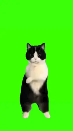 kucing joget viral