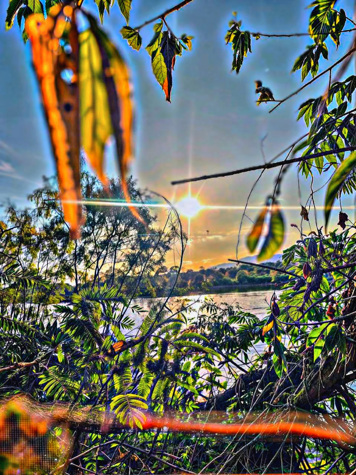 Cover Picture
