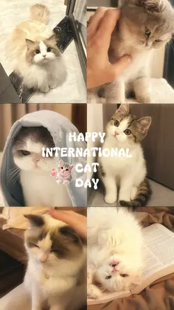 Happy cat day