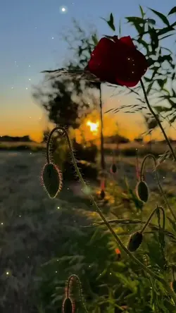 ว้าเหว่