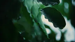 1 Minute Video