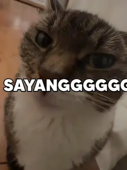 TrendKucingKisSayang