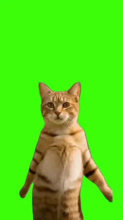 Cat/Gato.
