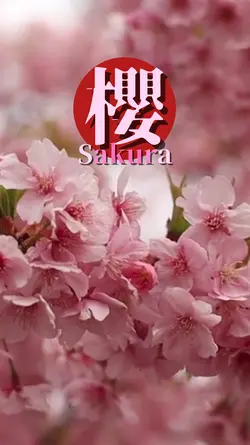 美しきサクラ!