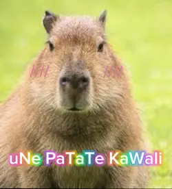 Un capybara kawaii✨