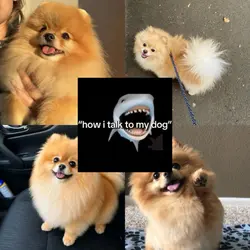 How i talk to my dog