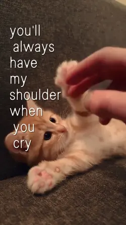 cute cat