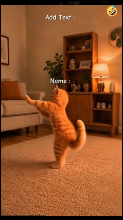 Cute Cat