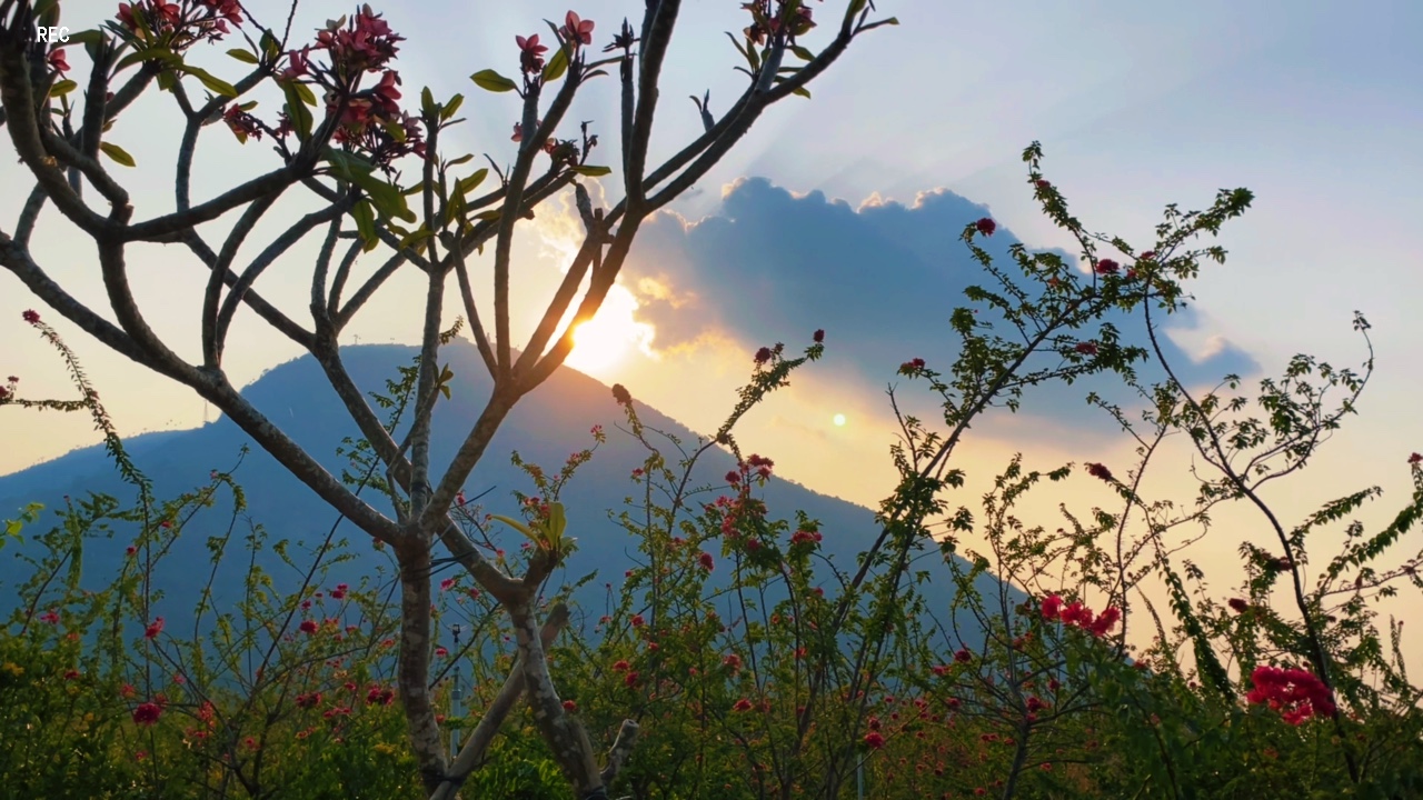 Çiçek Bahçesi Mini