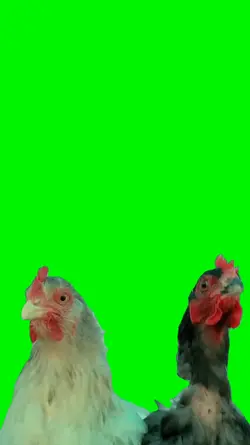 chicken sing