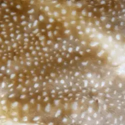 ₊⊹ 𝑨ntlers ⸝⸝