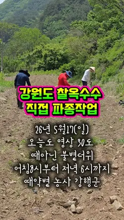 강원도 찰옥수수 직파작업