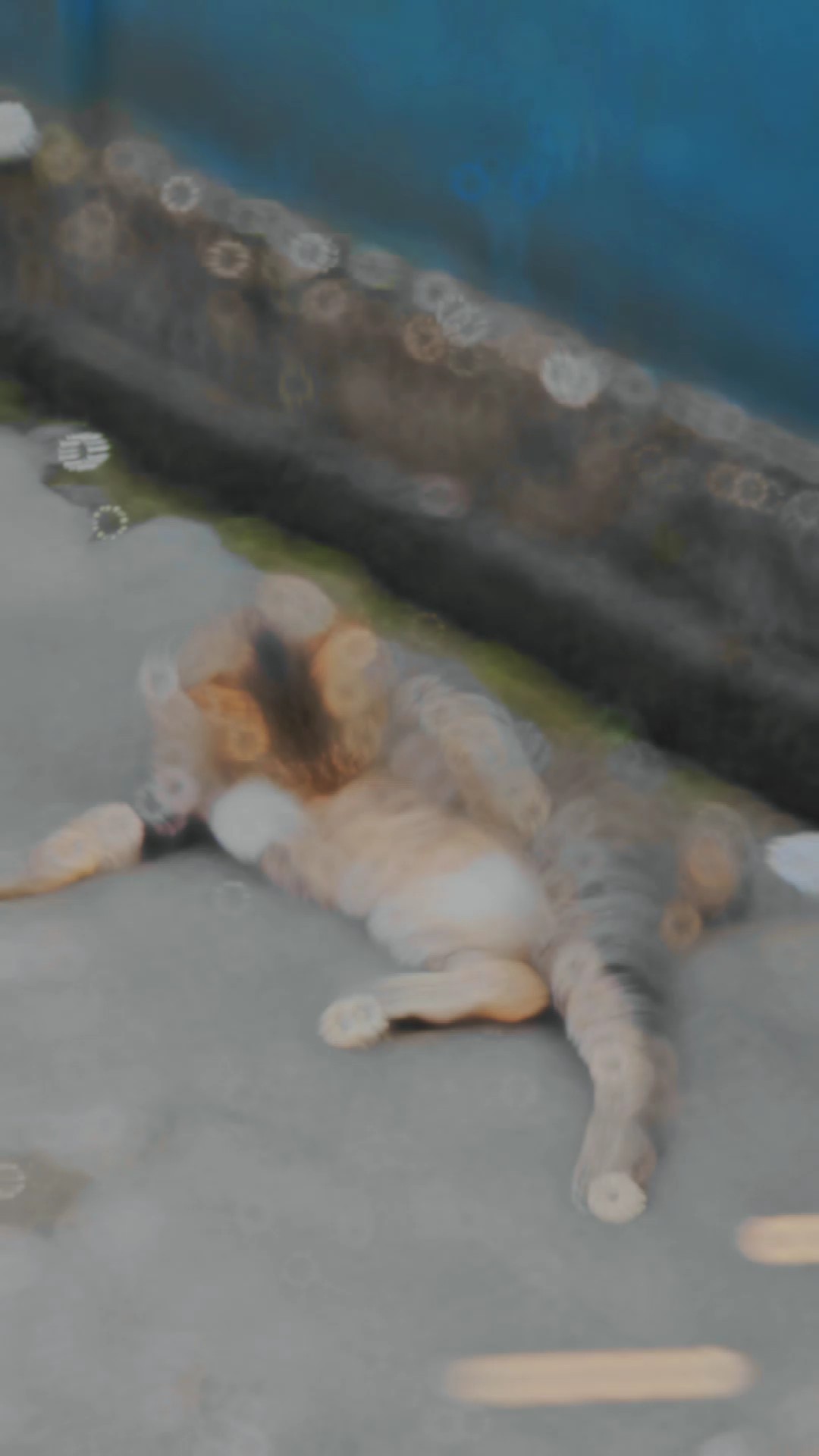Kucing-Edelsteine