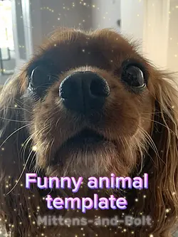 Funny pet template ❤️