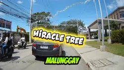 MIRACLE TREE