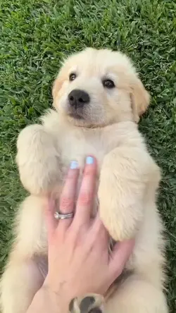 My baby dog