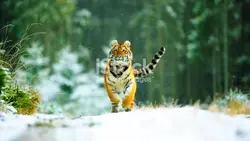 Tiger run