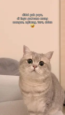 didol gak payu