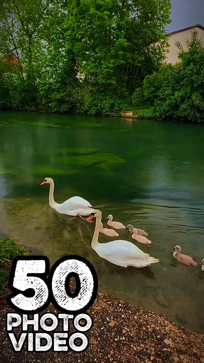 50 clip o foto 