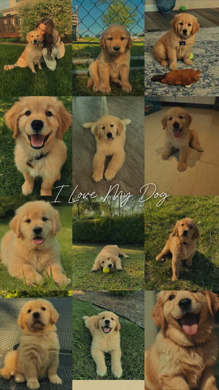 Amo a mi perro