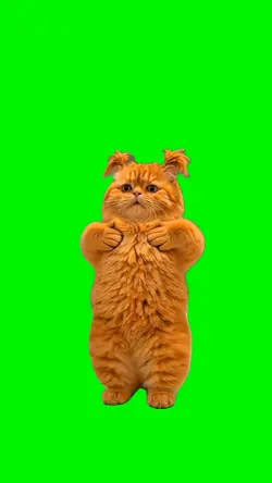 CRADLES CAT