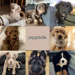 puppyaholic