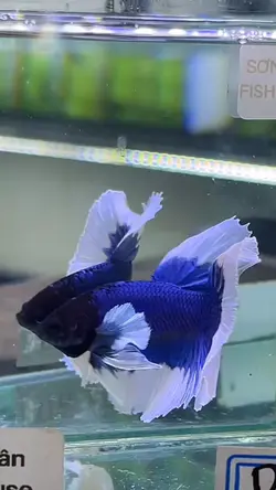 Sơn Ngân fish house 