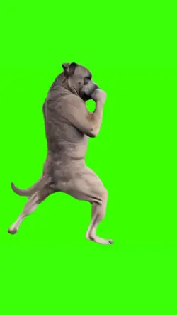 dog boxing meme