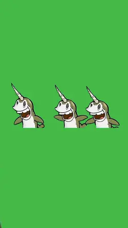 Narwhals swimming