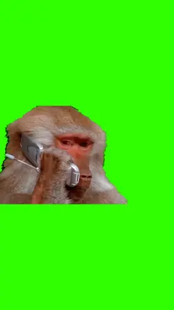 Singe qui téléphone 