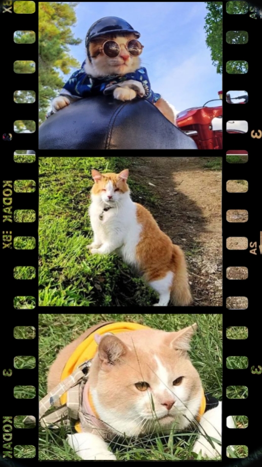 Roll Camera Recap