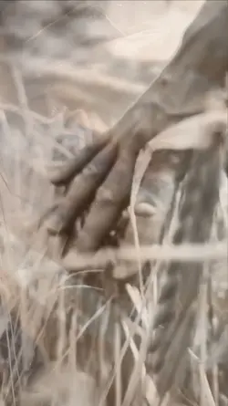 FIELDS OF PEACE