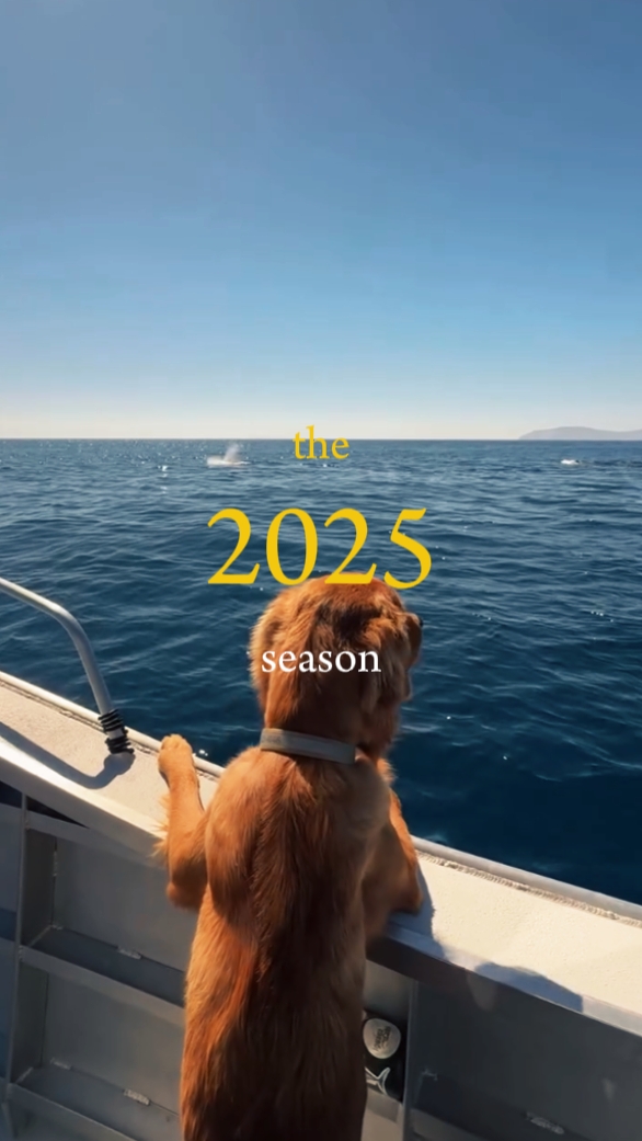 the 2025 season 
