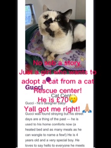 Gato