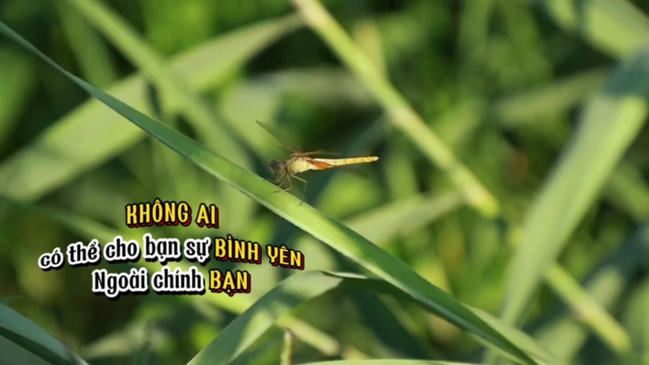 Chill bình yên