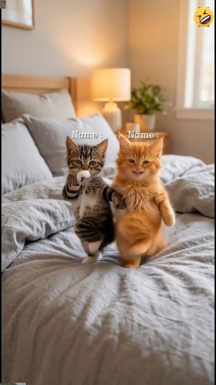 Gato Divertido... 
